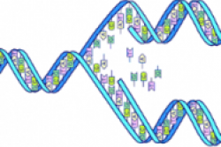 Hélice doble del ADN