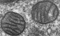 Descubrimiento de las mitocondrias